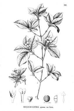 Bitki çizimi. Eski resim