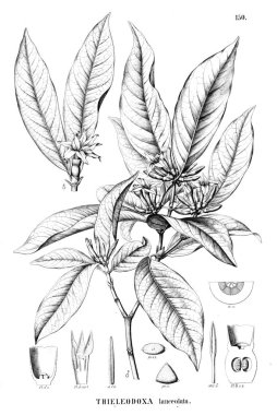 Bitki çizimi. Eski resim