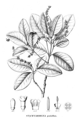 Bitki çizimi. Eski resim