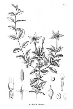 Bitki çizimi. Eski resim