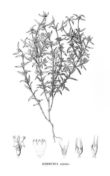 Illustration Plante Ancienne Image — Photo