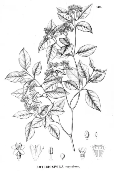 Illustration Plante Ancienne Image — Photo