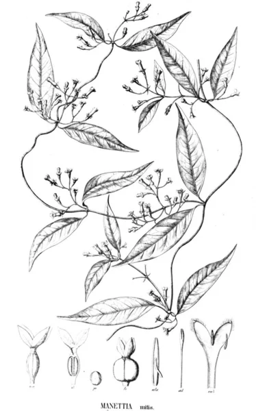 Illustration Plante Ancienne Image — Photo