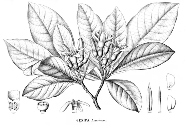 Иллюстрация Растения Старое Изображение — стоковое фото
