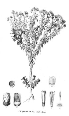 Bitki çizimi. Eski resim