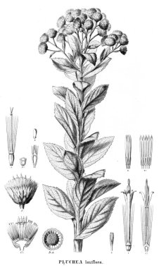 Bitki çizimi. Eski resim