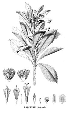 Bitki çizimi. Eski resim