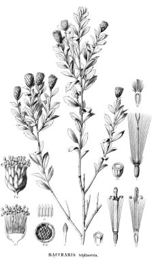 Bitki çizimi. Eski resim