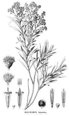 Bitki çizimi. Eski resim