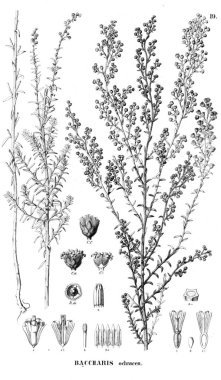 Bitki çizimi. Eski resim