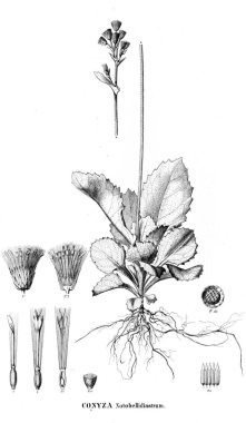 Bitki çizimi. Eski resim