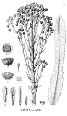 Bitki çizimi. Eski resim