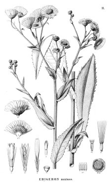 Bitki çizimi. Eski resim