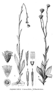 Bitki çizimi. Eski resim