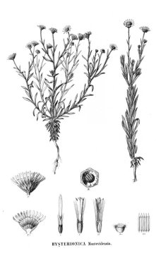 Bitki çizimi. Eski resim