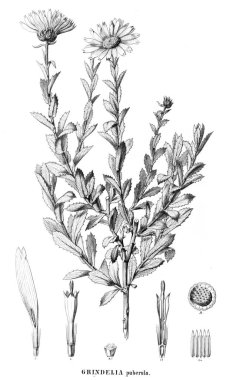 Bitki çizimi. Eski resim