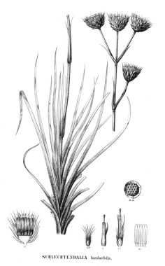 Bitki çizimi. Eski resim