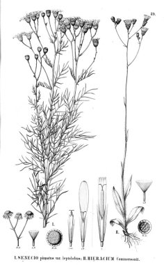 Bitki çizimi. Eski resim