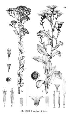 Bitki çizimi. Eski resim