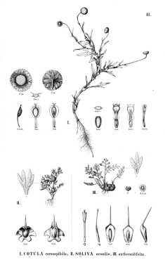 Bitki çizimi. Eski resim