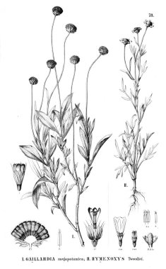 Bitki çizimi. Eski resim