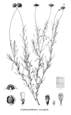 Bitki çizimi. Eski resim