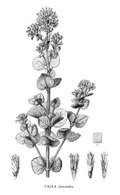 Bitki çizimi. Eski resim