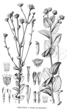 Bitki çizimi. Eski resim