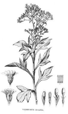 Bitki çizimi. Eski resim