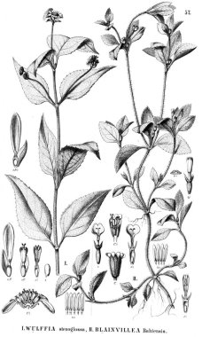 Bitki çizimi. Eski resim