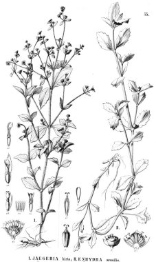 Bitki çizimi. Eski resim