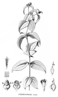 Bitki çizimi. Eski resim