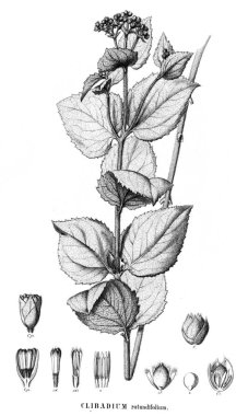 Bitki çizimi. Eski resim