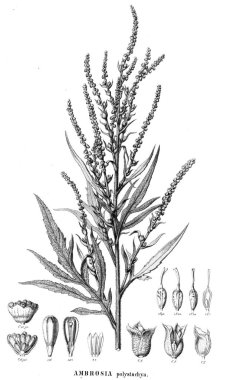 Bitki çizimi. Eski resim