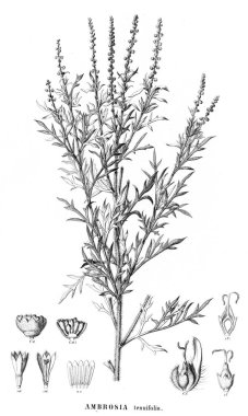 Bitki çizimi. Eski resim