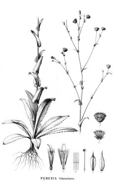 Bitki çizimi. Eski resim