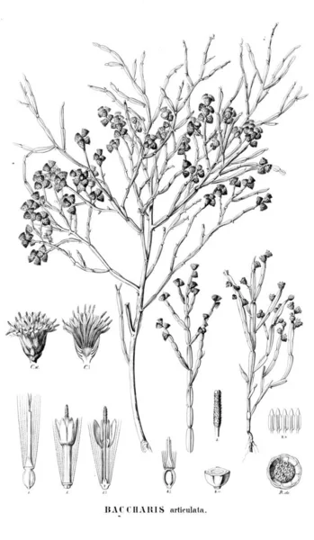 Illustration Plant Old Image — Stock Photo, Image