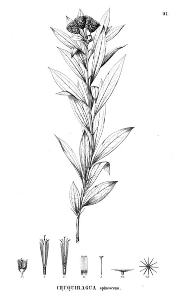 Illustration Plante Ancienne Image — Photo