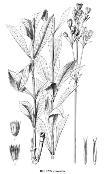 Illustration Plant Old Image — Stock Photo, Image