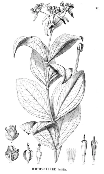 Bitki çizimi. Eski resim