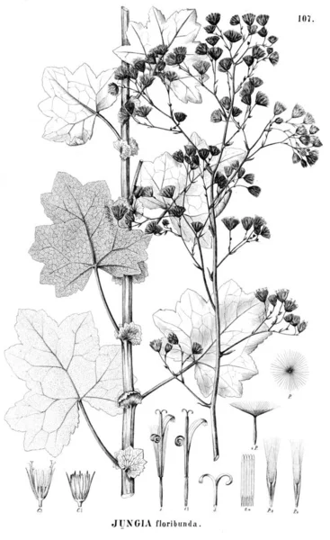 Illustration Plante Ancienne Image — Photo