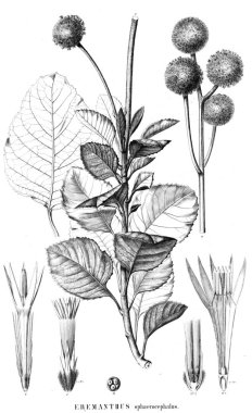 Bitki çizimi. Eski resim