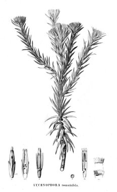 Bitki çizimi. Eski resim