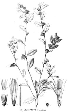 Bitki çizimi. Eski resim