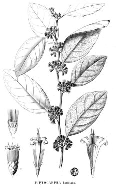 Bitki çizimi. Eski resim