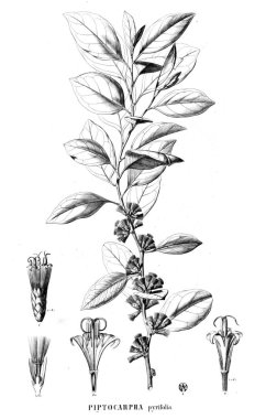 Bitki çizimi. Eski resim