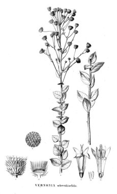 Bitki çizimi. Eski resim