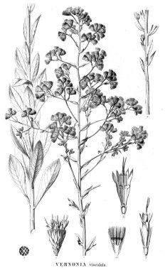 Bitki çizimi. Eski resim