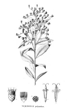 Bitki çizimi. Eski resim