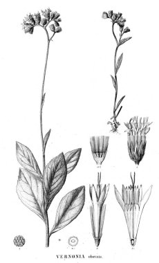 Bitki çizimi. Eski resim